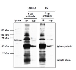 MilliporeSigma Rabbit anti-Grainyhead-Like 3/GRHL3, Polyclonal, 100&mu;g:Antibodies,